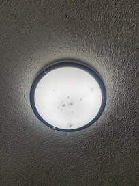 Dead creatures and mould in light