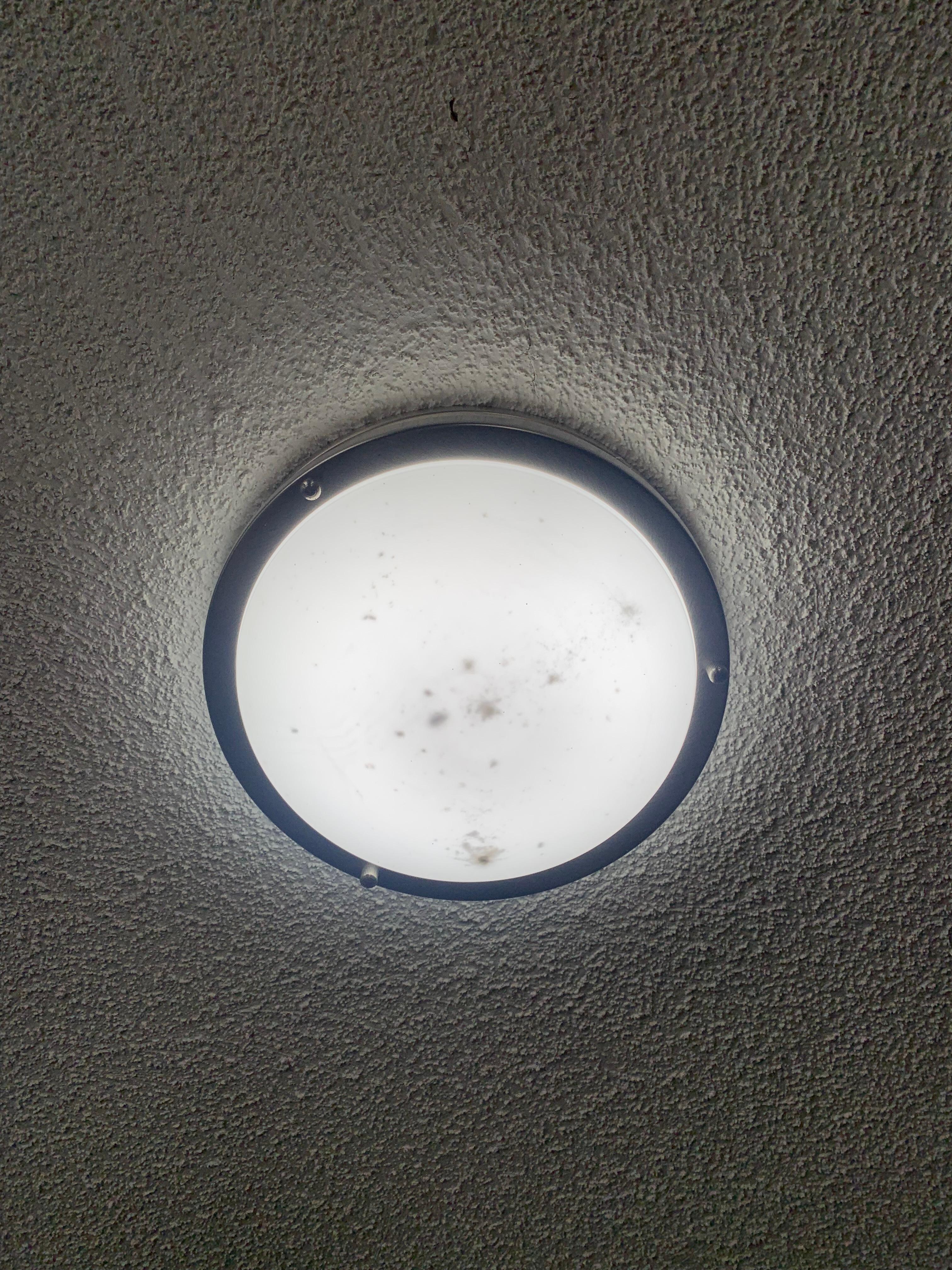 Dead creatures and mould in light