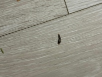 Bug came up from floor board