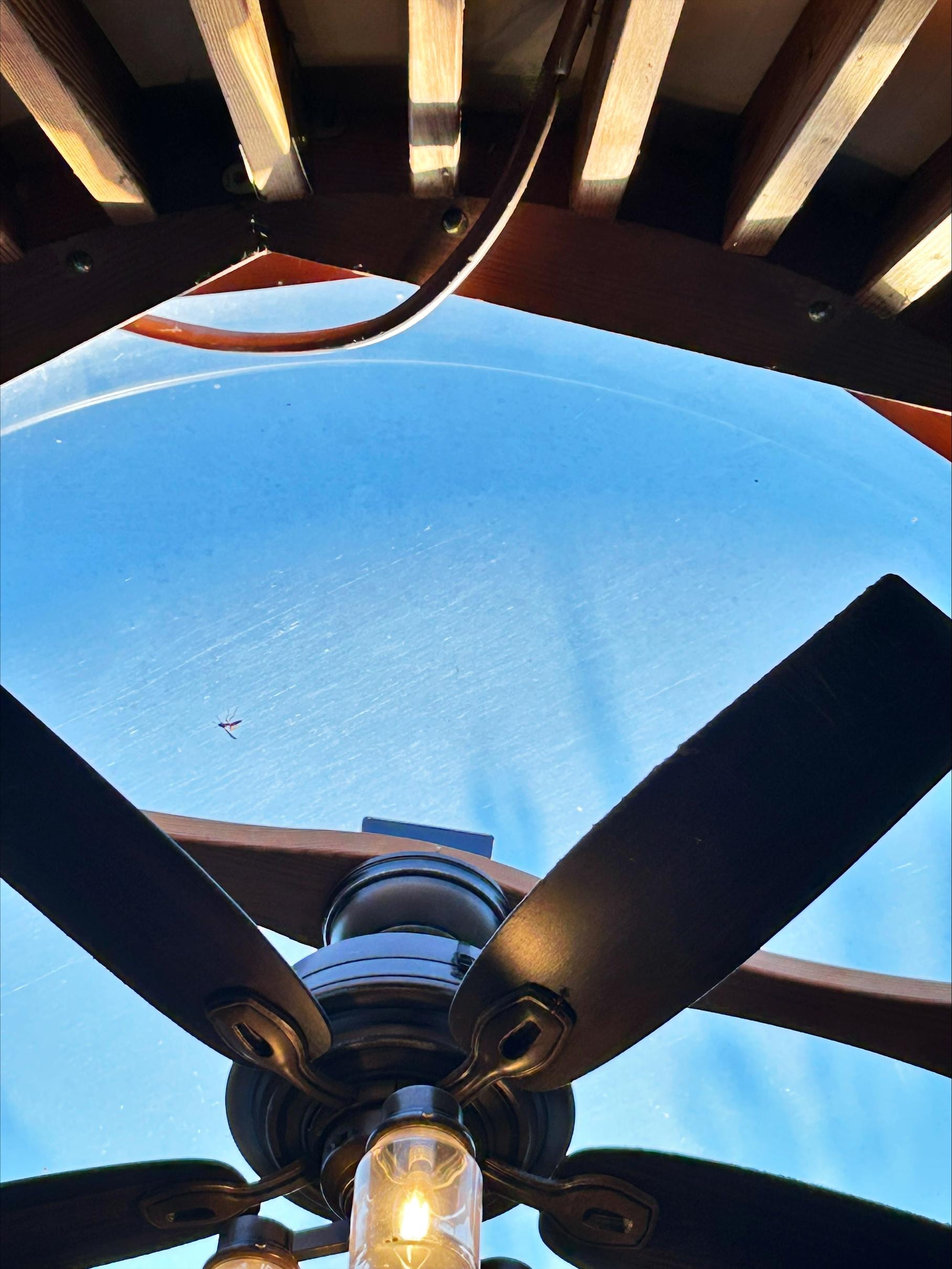 Wasp in top of yurt on glass