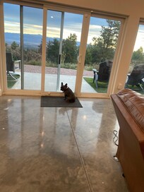 The pup enjoying the view
