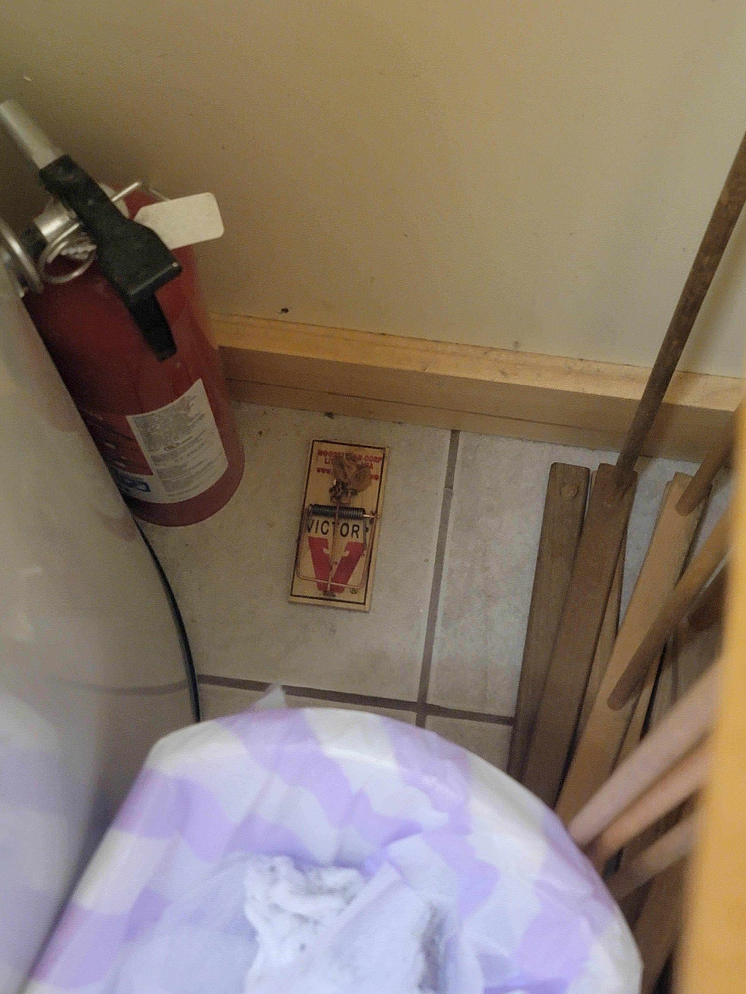 Visible mouse traps in laundry room