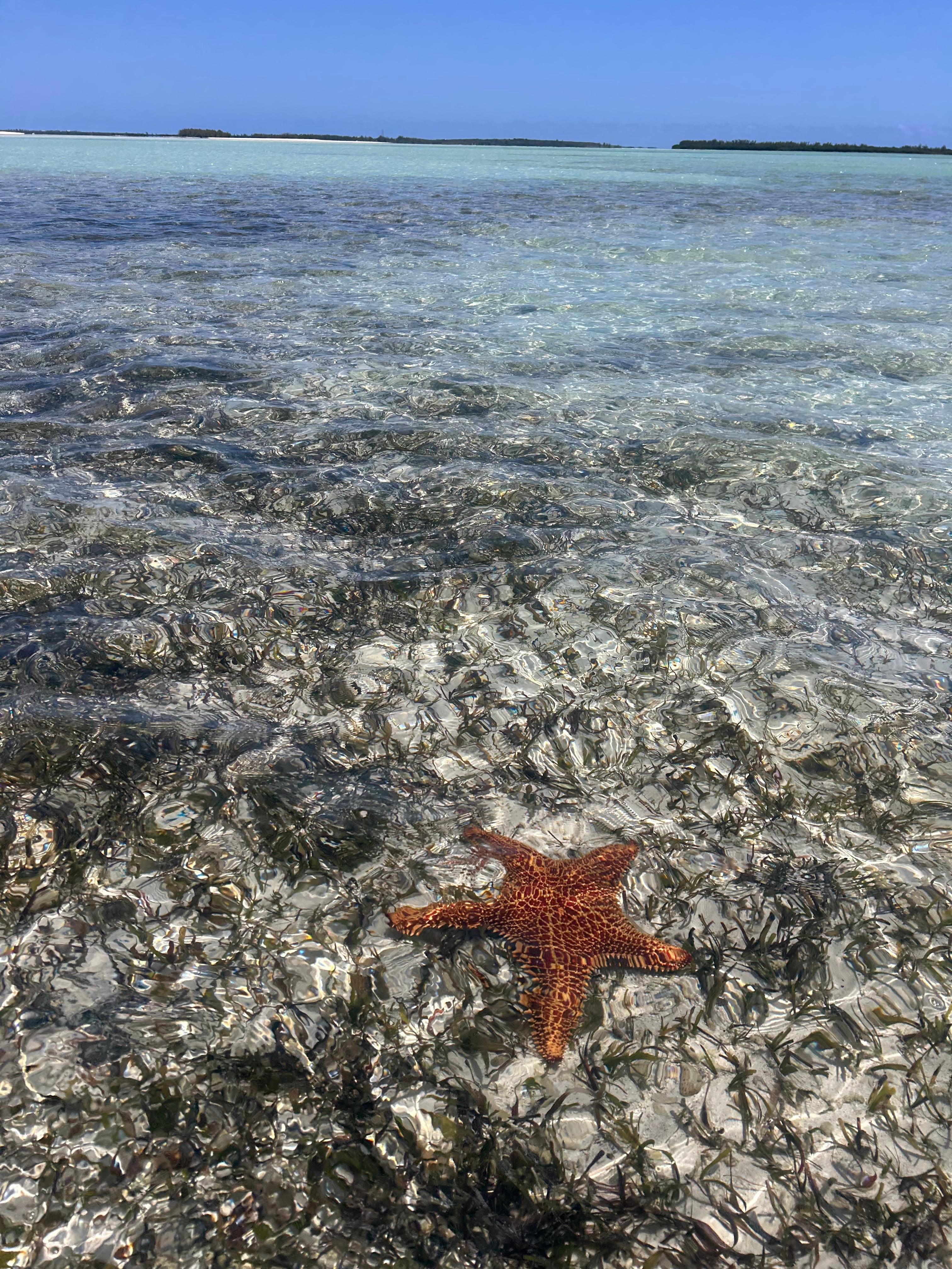 Starfish on the beautiful flat.