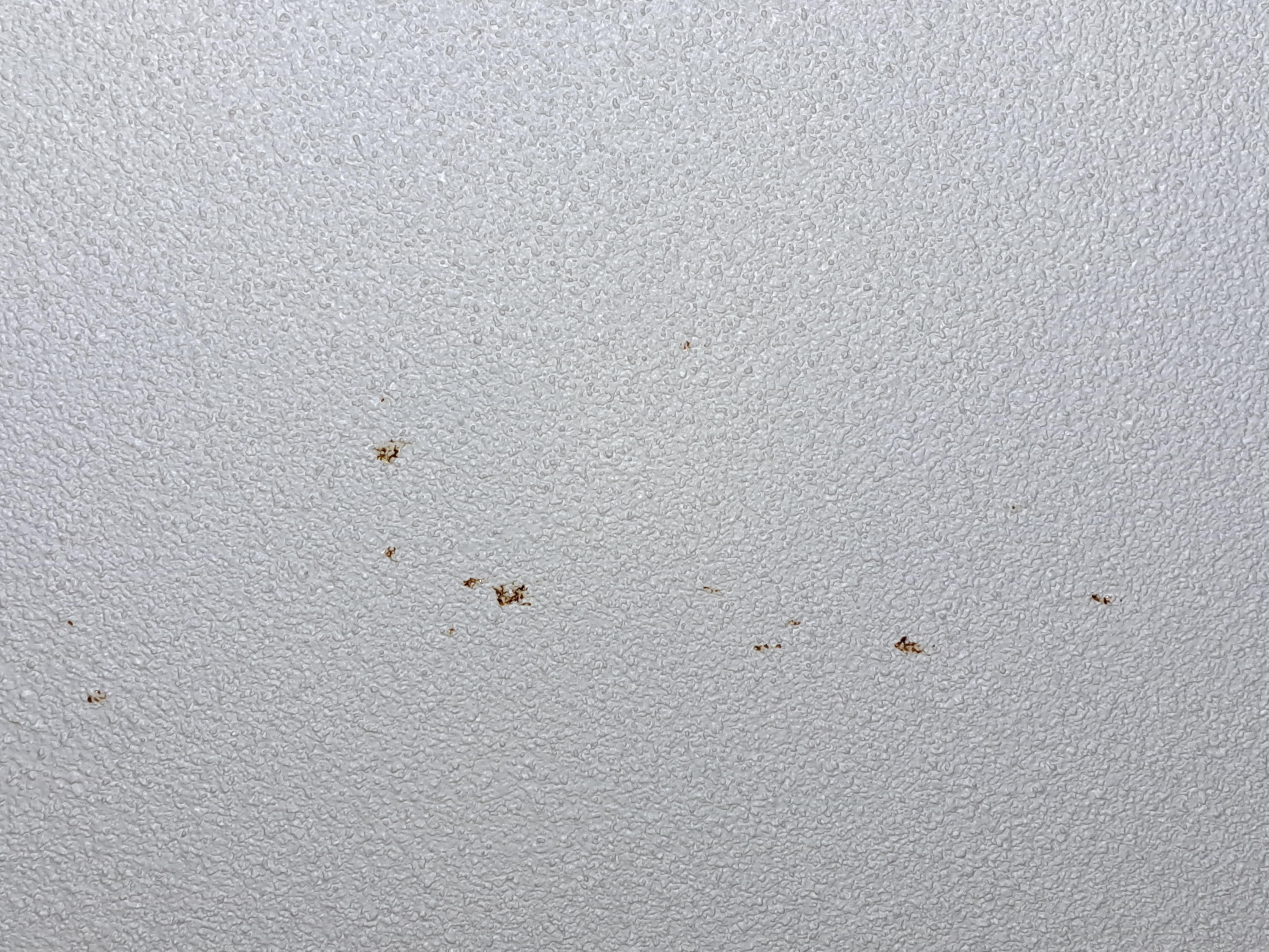 I don't want to know, but its on the ceiling. 