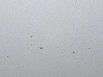 I don't want to know, but its on the ceiling.