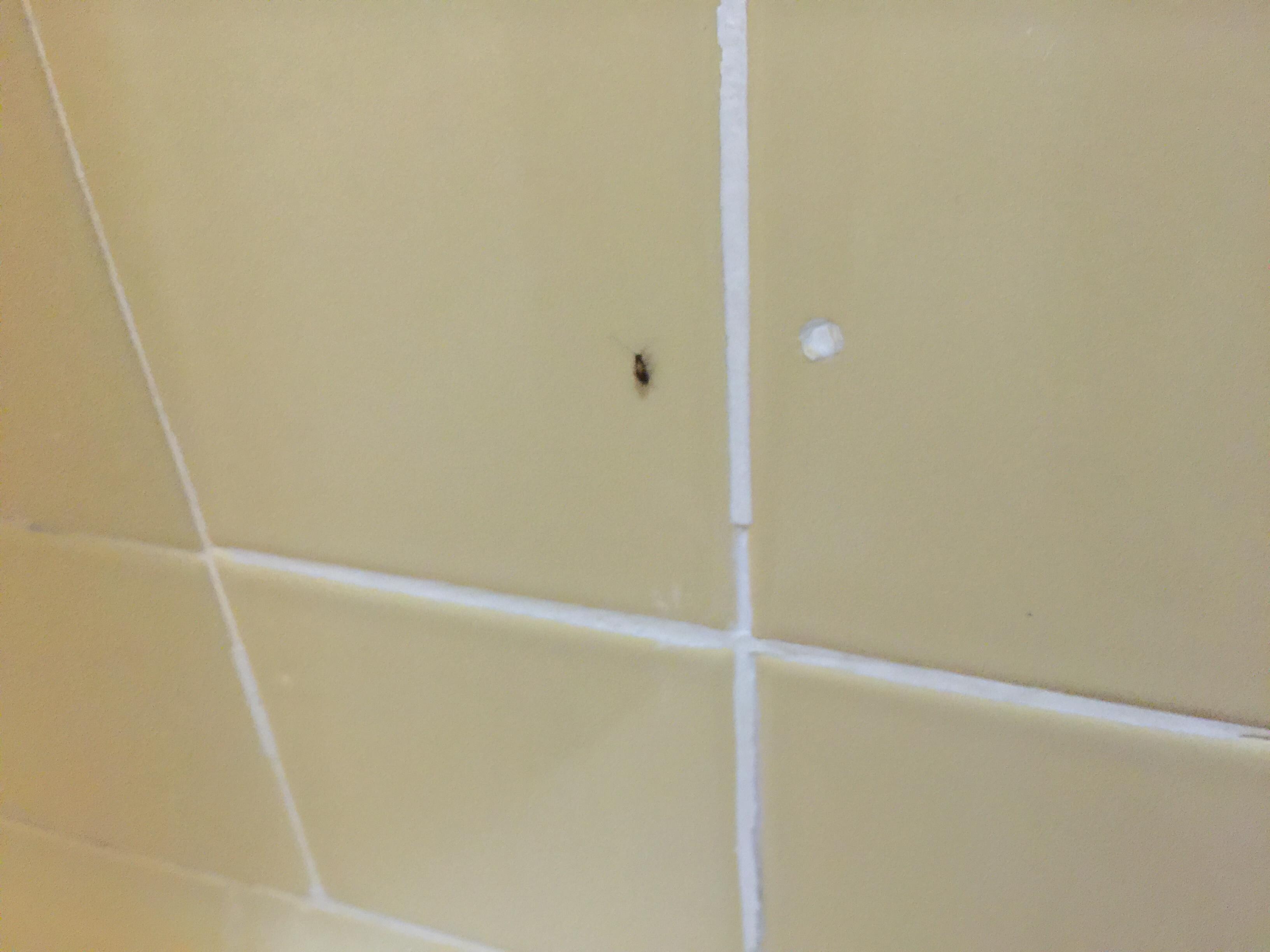 Did not flush