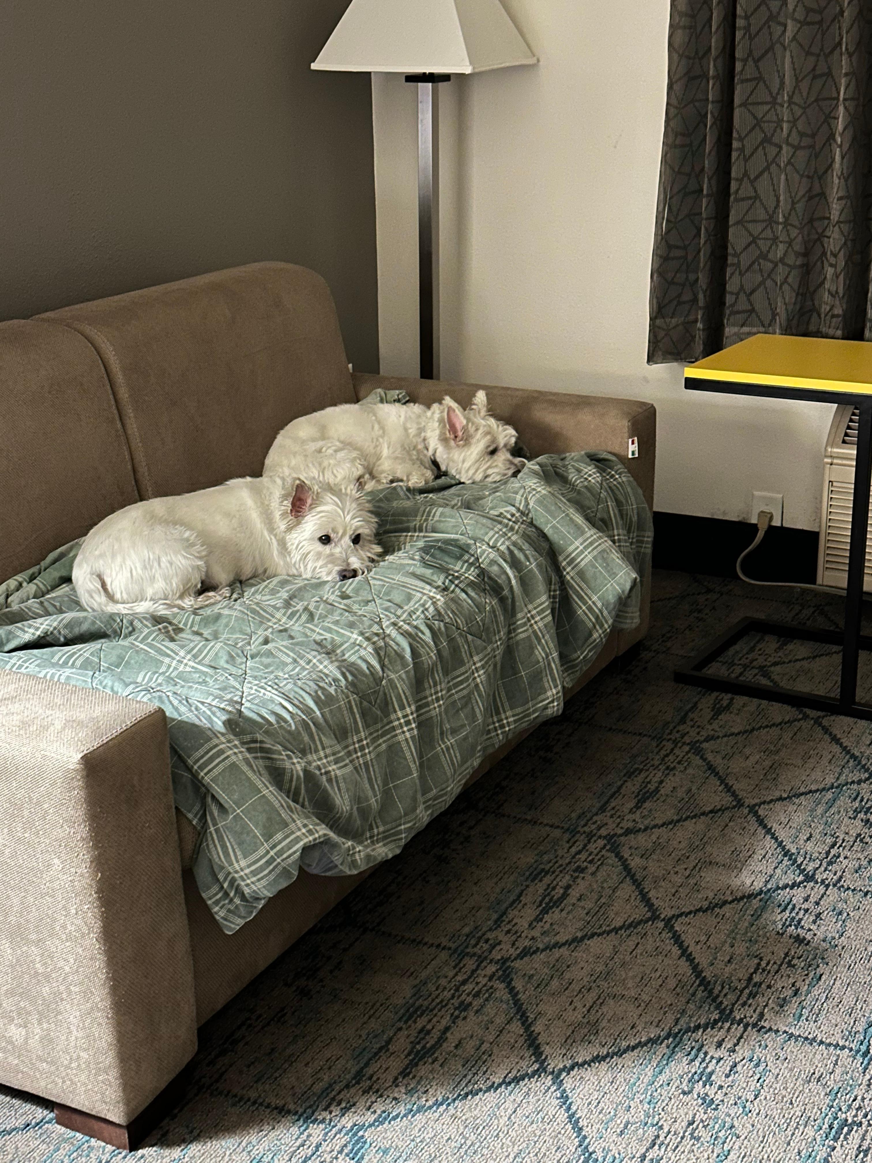 Dogs were comfortable on their comforter that we provided!