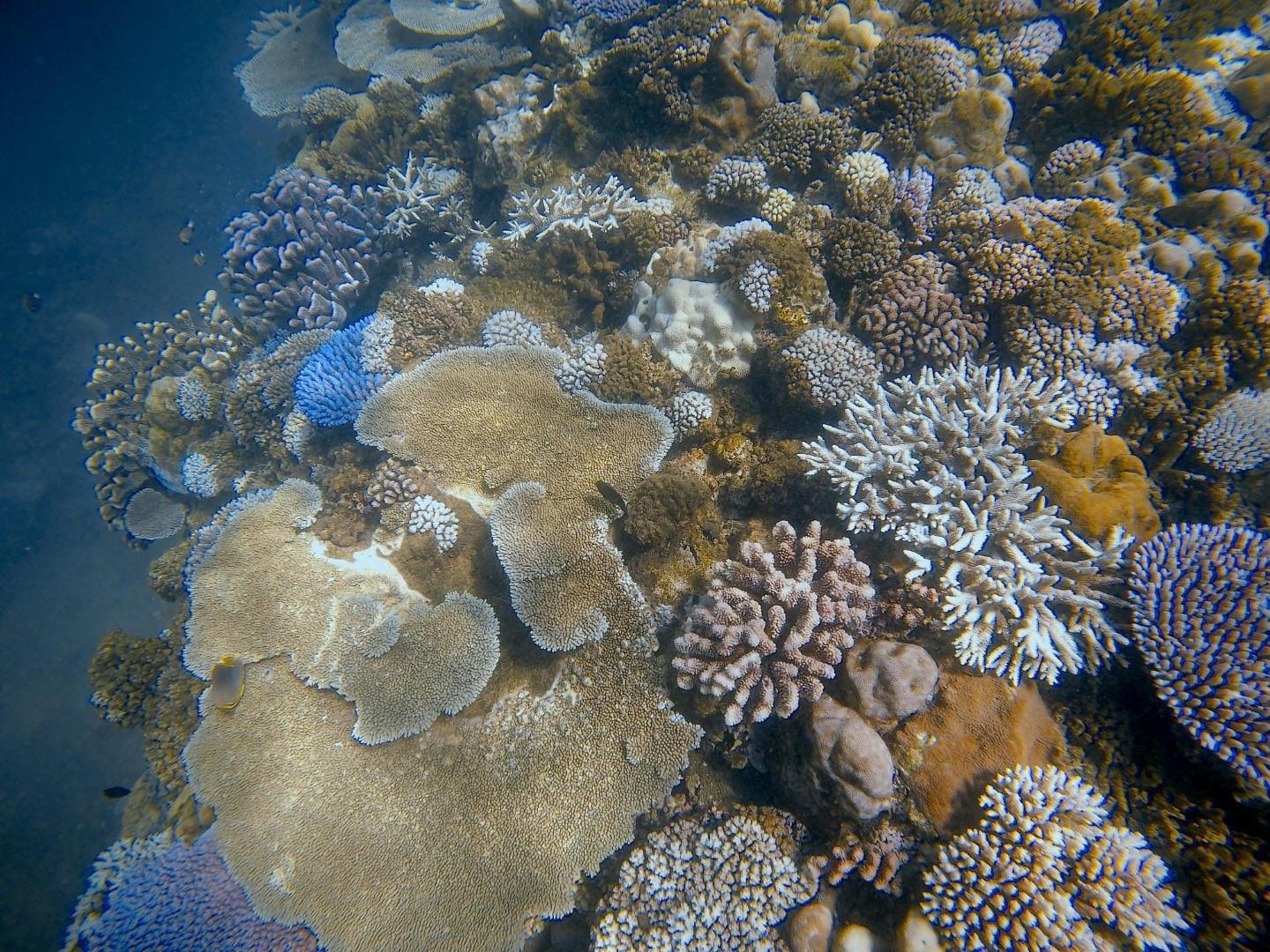 Snorkeling just 15 minutes from the Pearl.