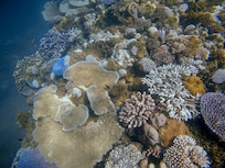 Snorkeling just 15 minutes from the Pearl.