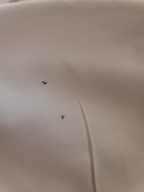Smashed bugs