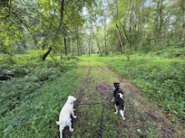 My dogs on the nature loop trail at the Chicken Coop