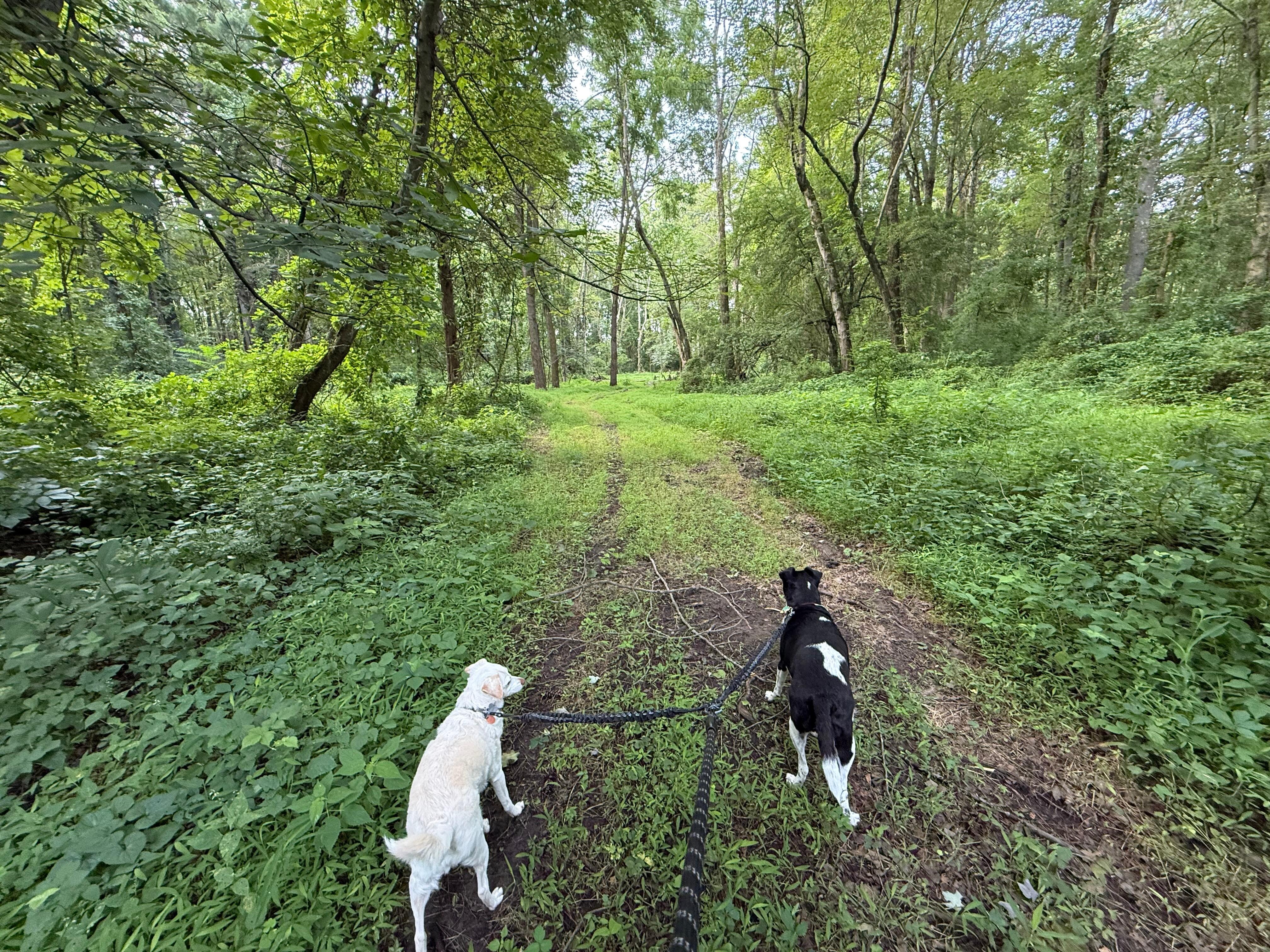My dogs on the nature loop trail at the Chicken Coop