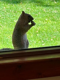 Squirrel looking in the window!!