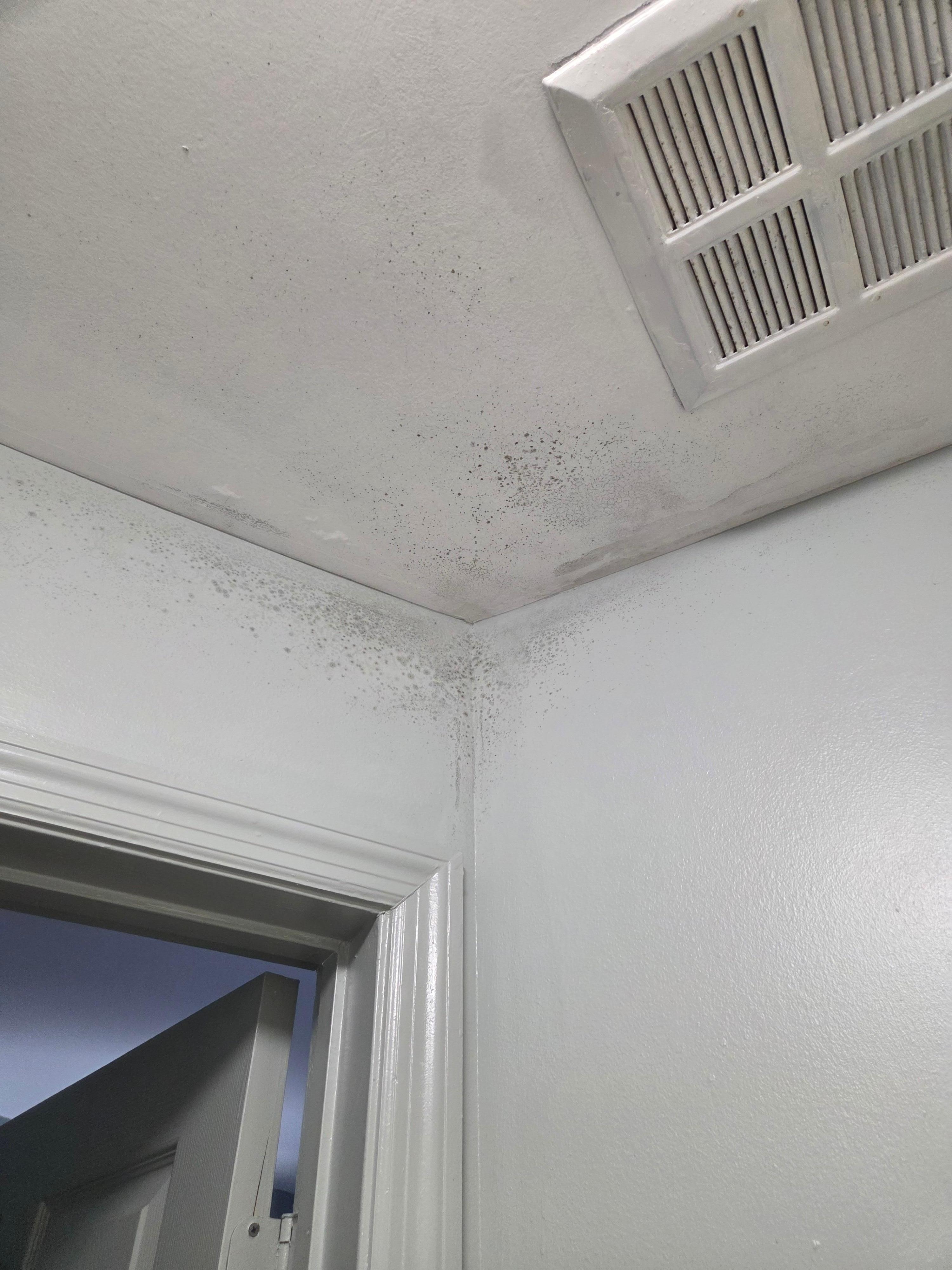 Mold all over bathroom ceiling. 