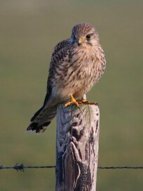 This Kestrel sat so close to me. Amazing. Very floofy.