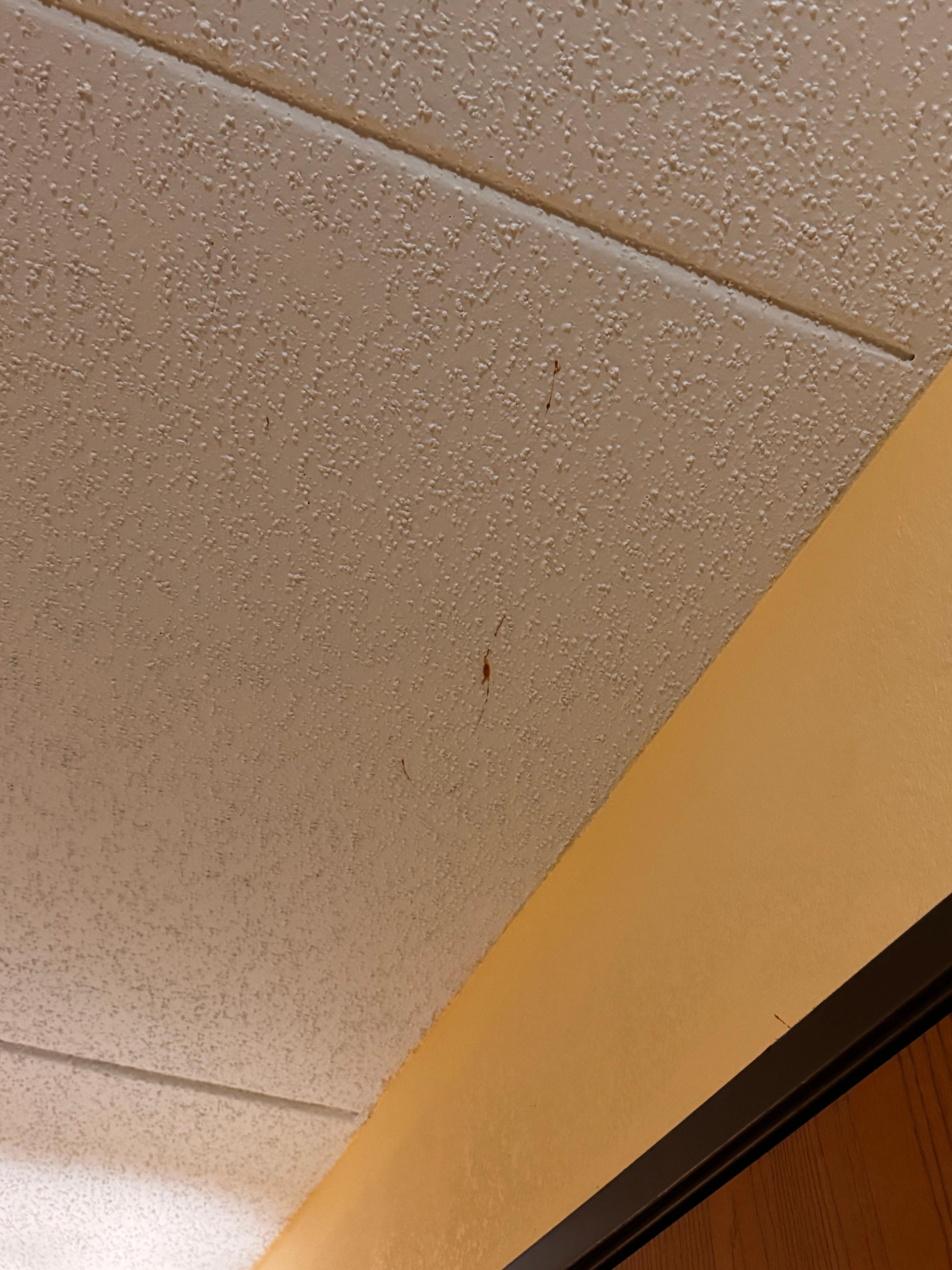 Splatters of who knows what on the ceilings, floors, and walls in every room. 