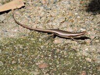 Bronse lizard