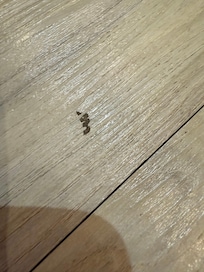 掃除が十分ではない