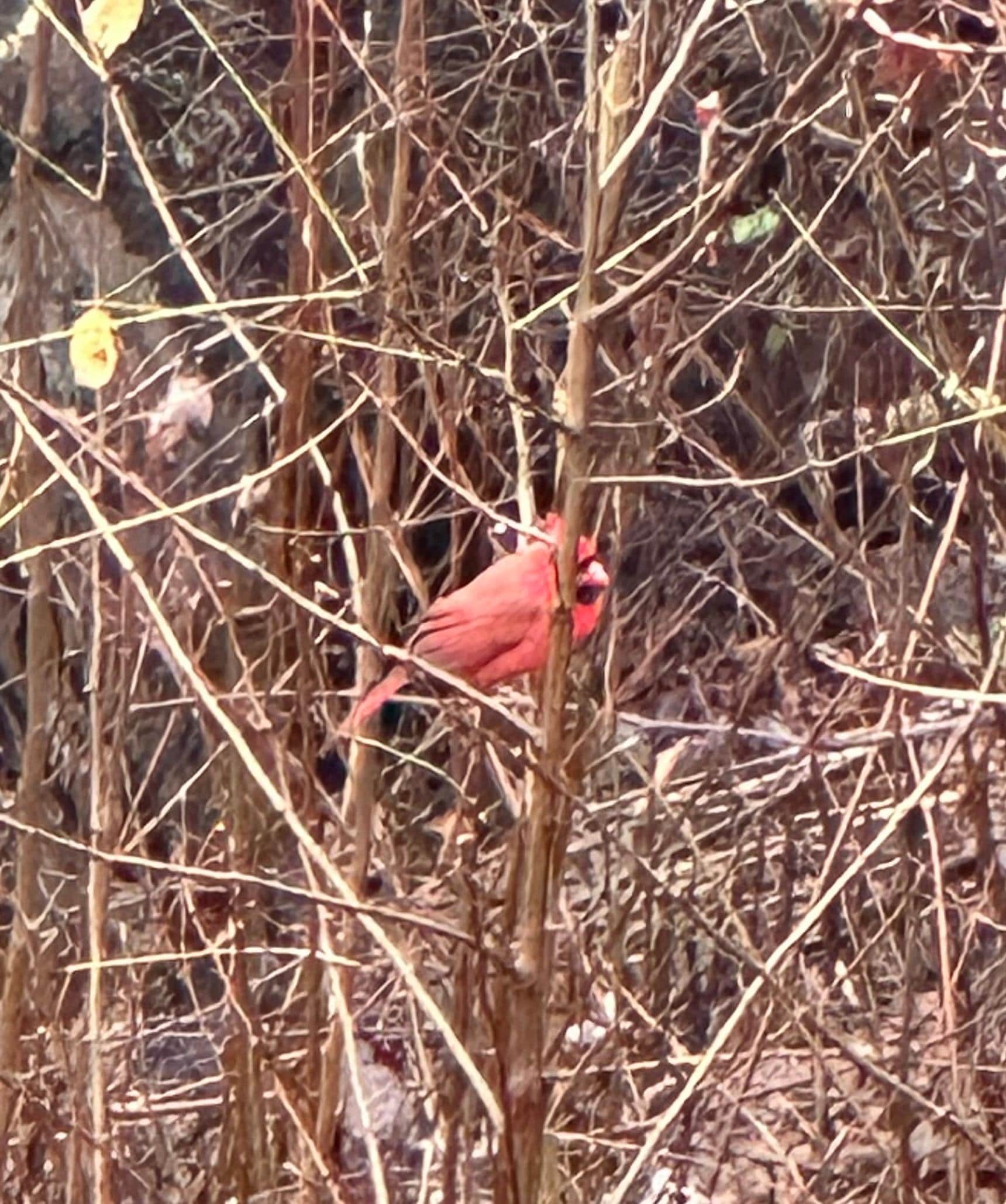 Cardinal in the side garden