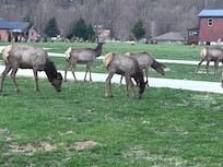 Elk are a bonus for sure.