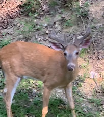 Buck right in the backyard