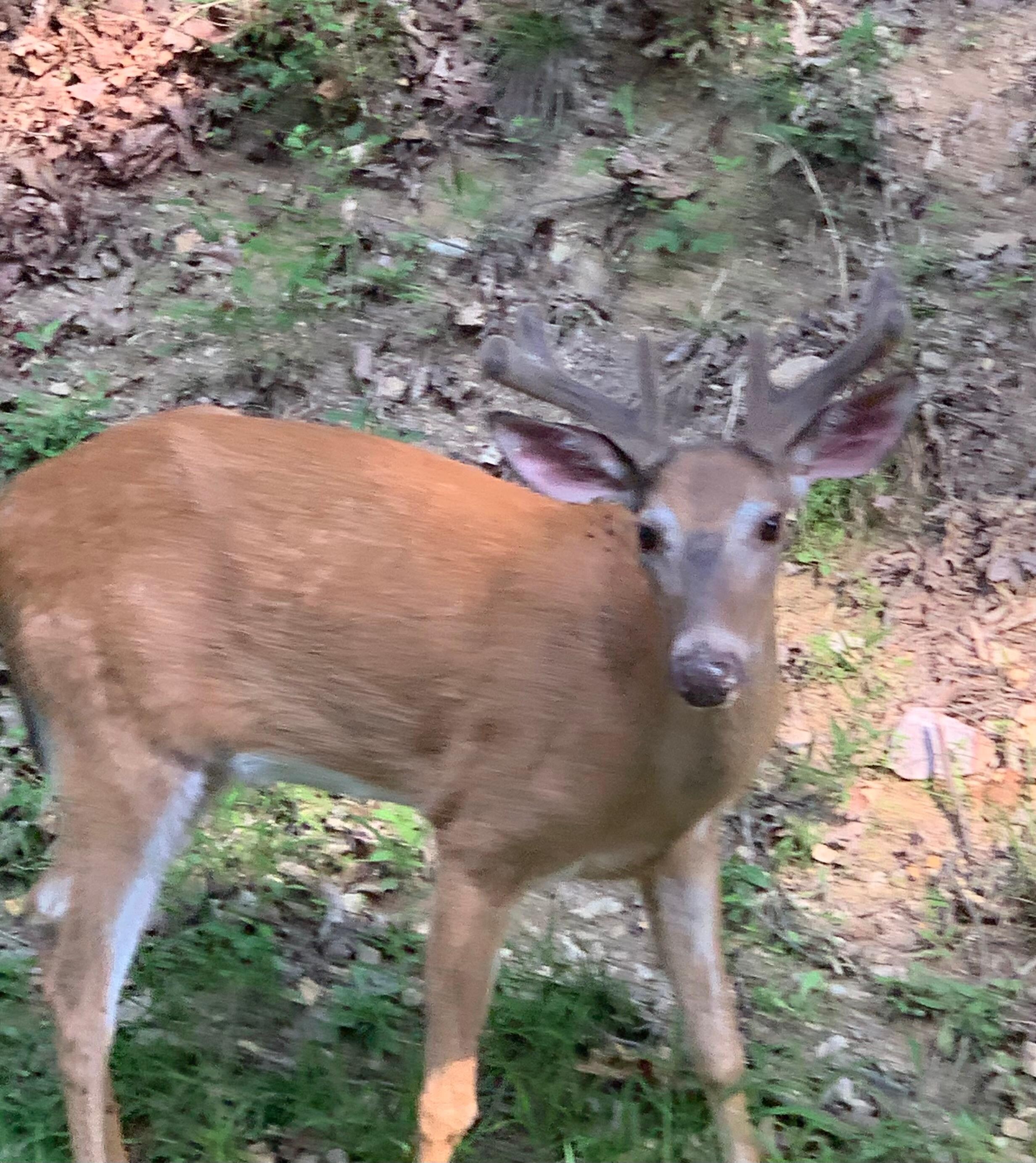 Buck right in the backyard