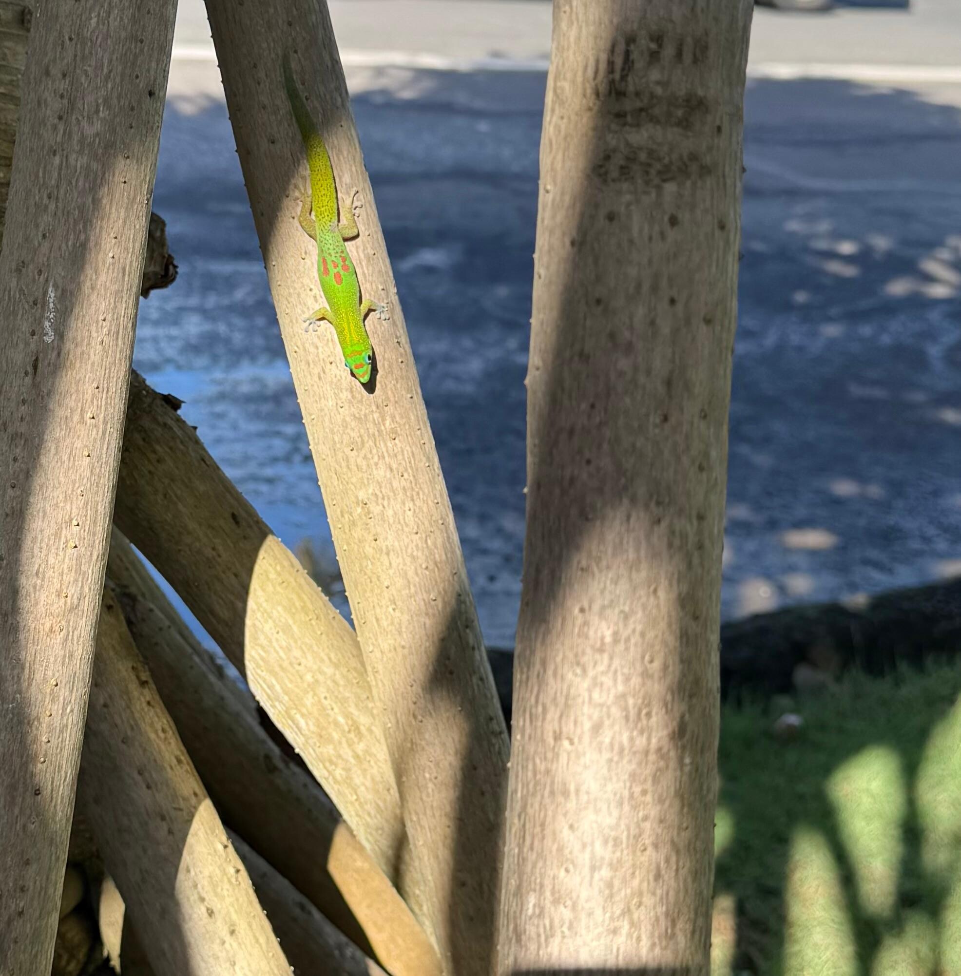 Lizards!
