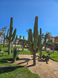 I loved the courtyard as well I imagine this is what the other rooms are and I could not get enough of these cactuses they are beautiful