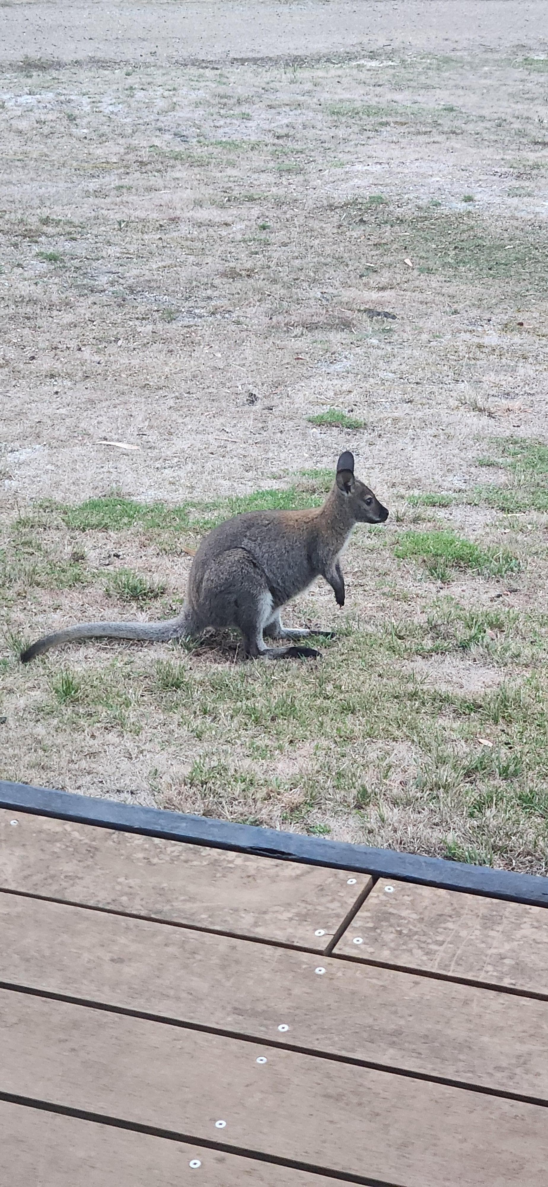 Morning visitor at the cabin.