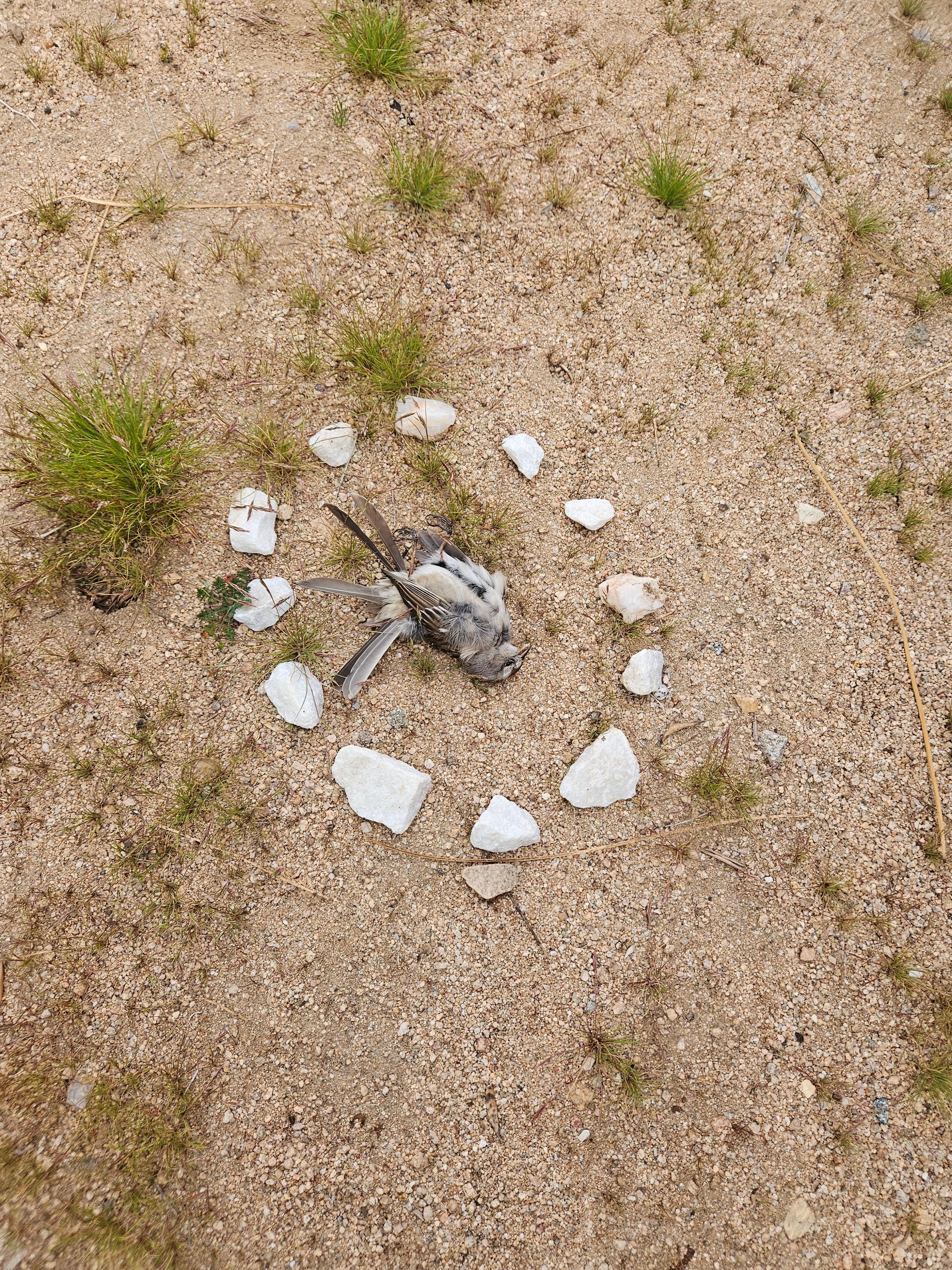 This is a dead bird encircled by stones left outside the bedroom window that we had to dispose of. I found it to be creepy and disgusting.