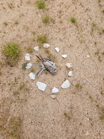 This is a dead bird encircled by stones left outside the bedroom window that we had to dispose of. I found it to be creepy and disgusting.