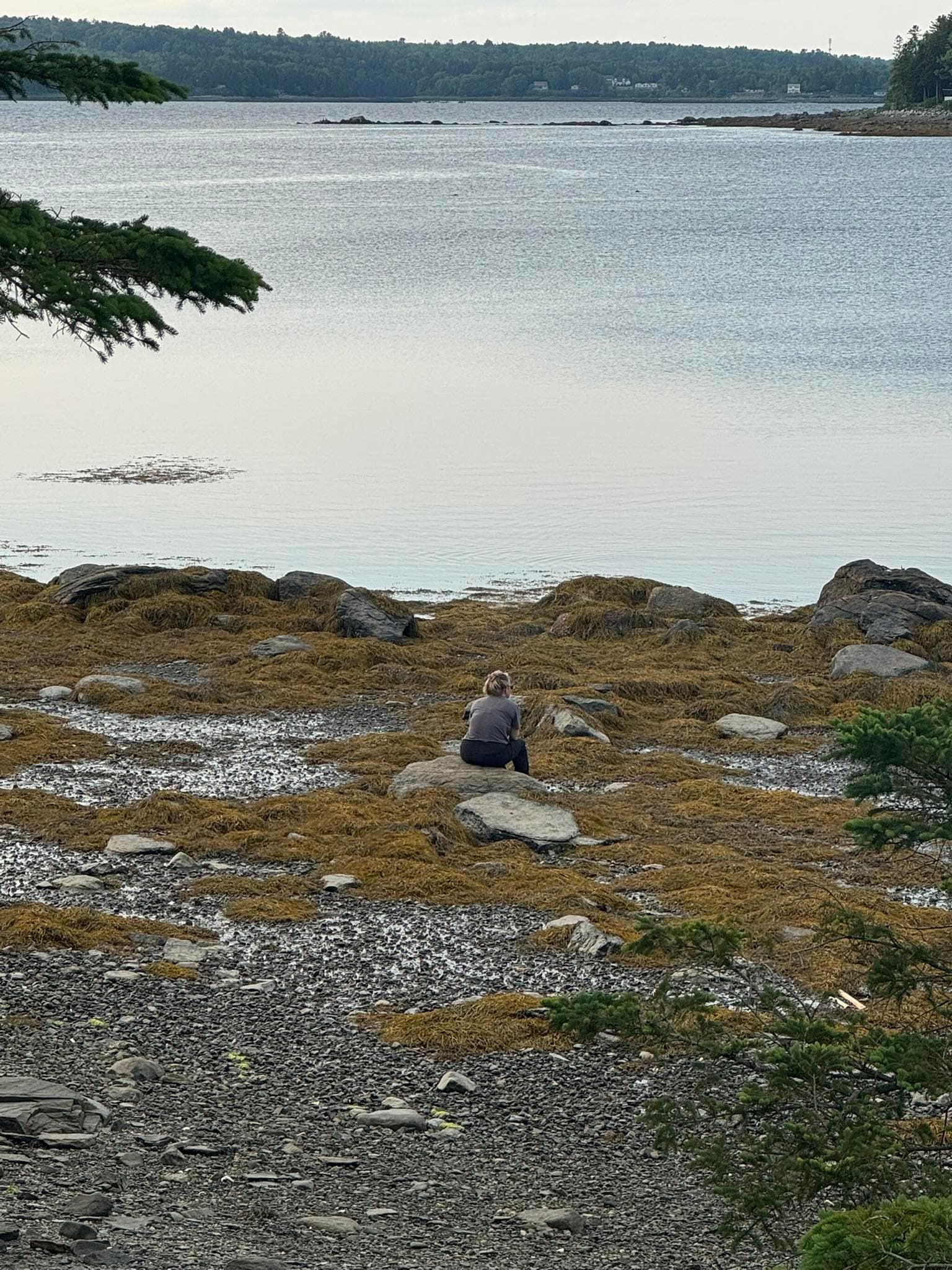 watching the seals and family of bald eagles in the cove at low tide. 