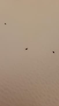 Fleas in bathtub after bathing our dog before leaving this property