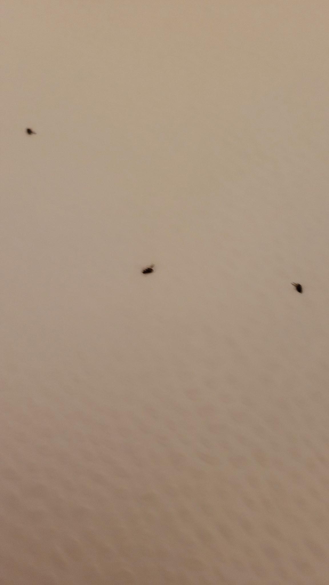Fleas in bathtub after bathing our dog before leaving this property