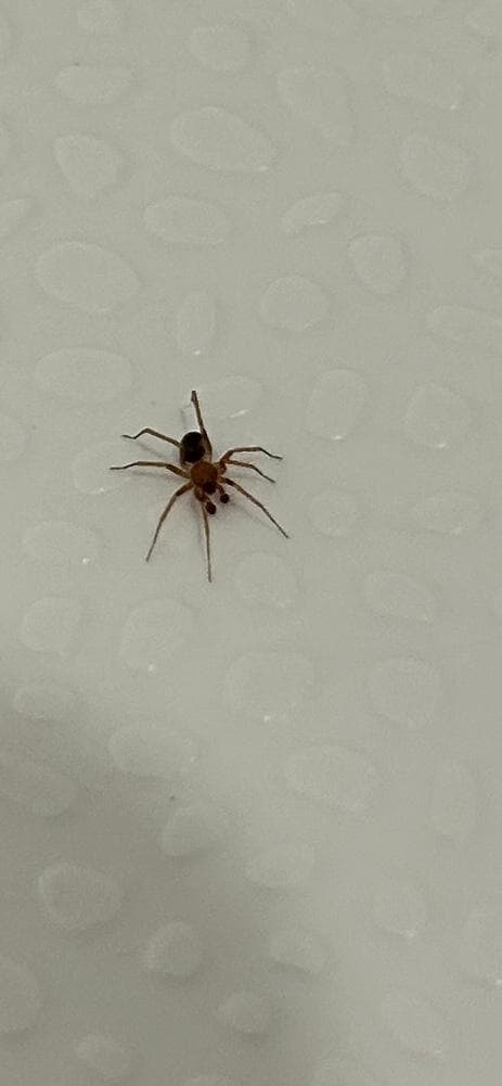  Couple of critters welcomed us in the bathtub. 