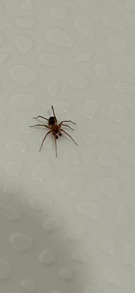  Couple of critters welcomed us in the bathtub. 