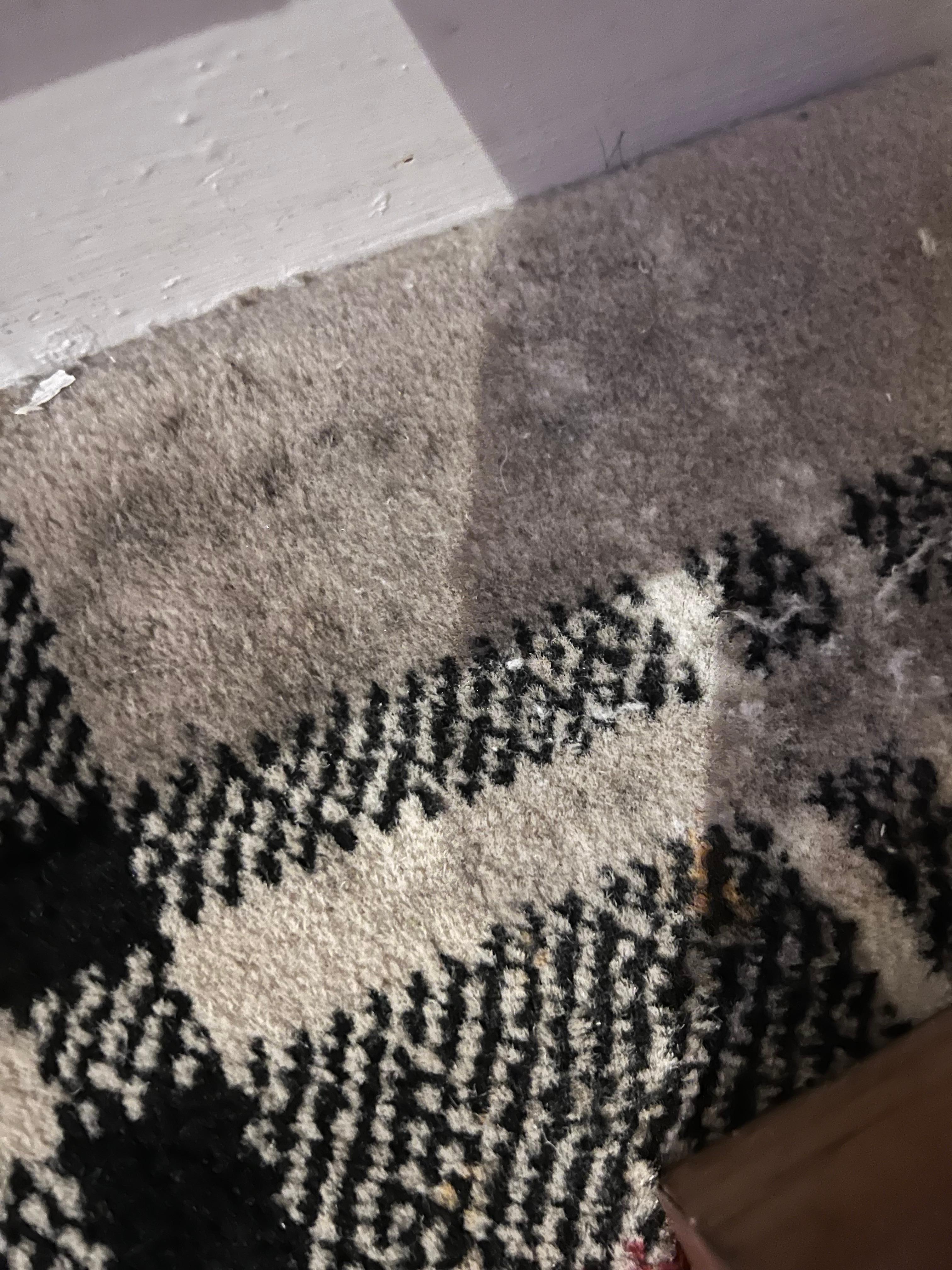 Mold in carpet 