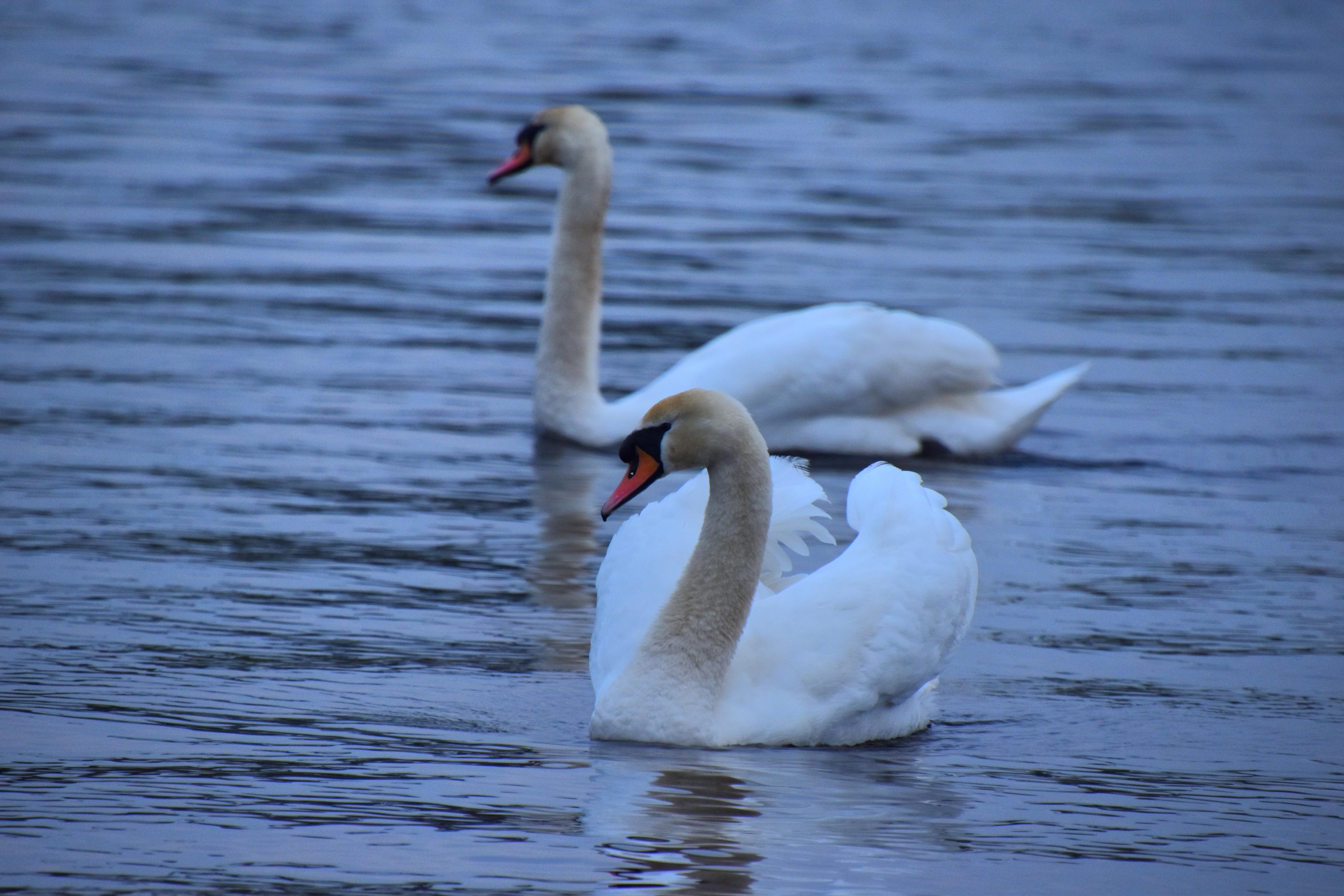 On the river Shannon