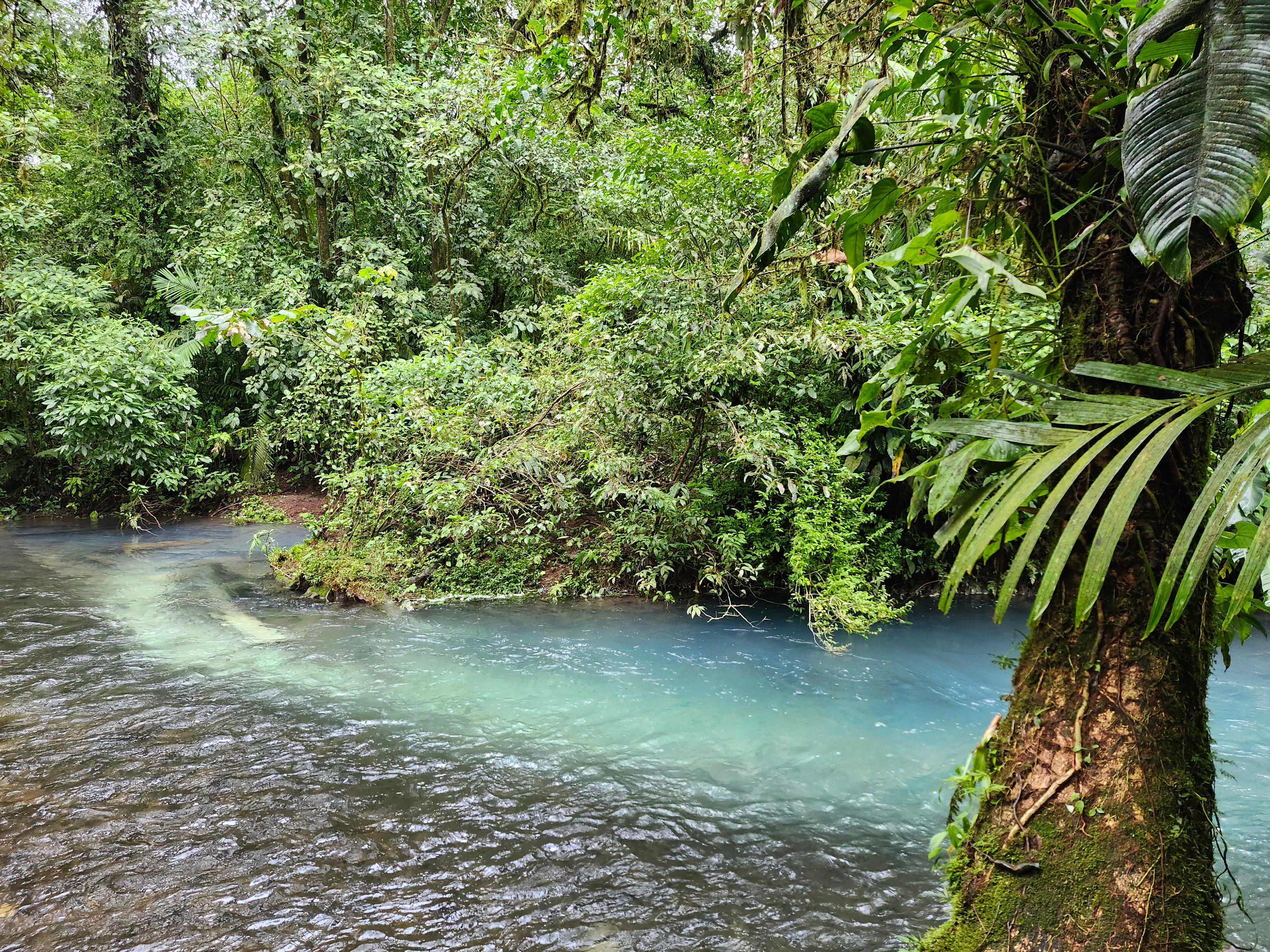 Rio Celeste and Rio Buenavista merge in the national park.