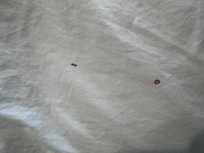 Blood stains on the pillows