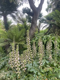 Golden Gate Park