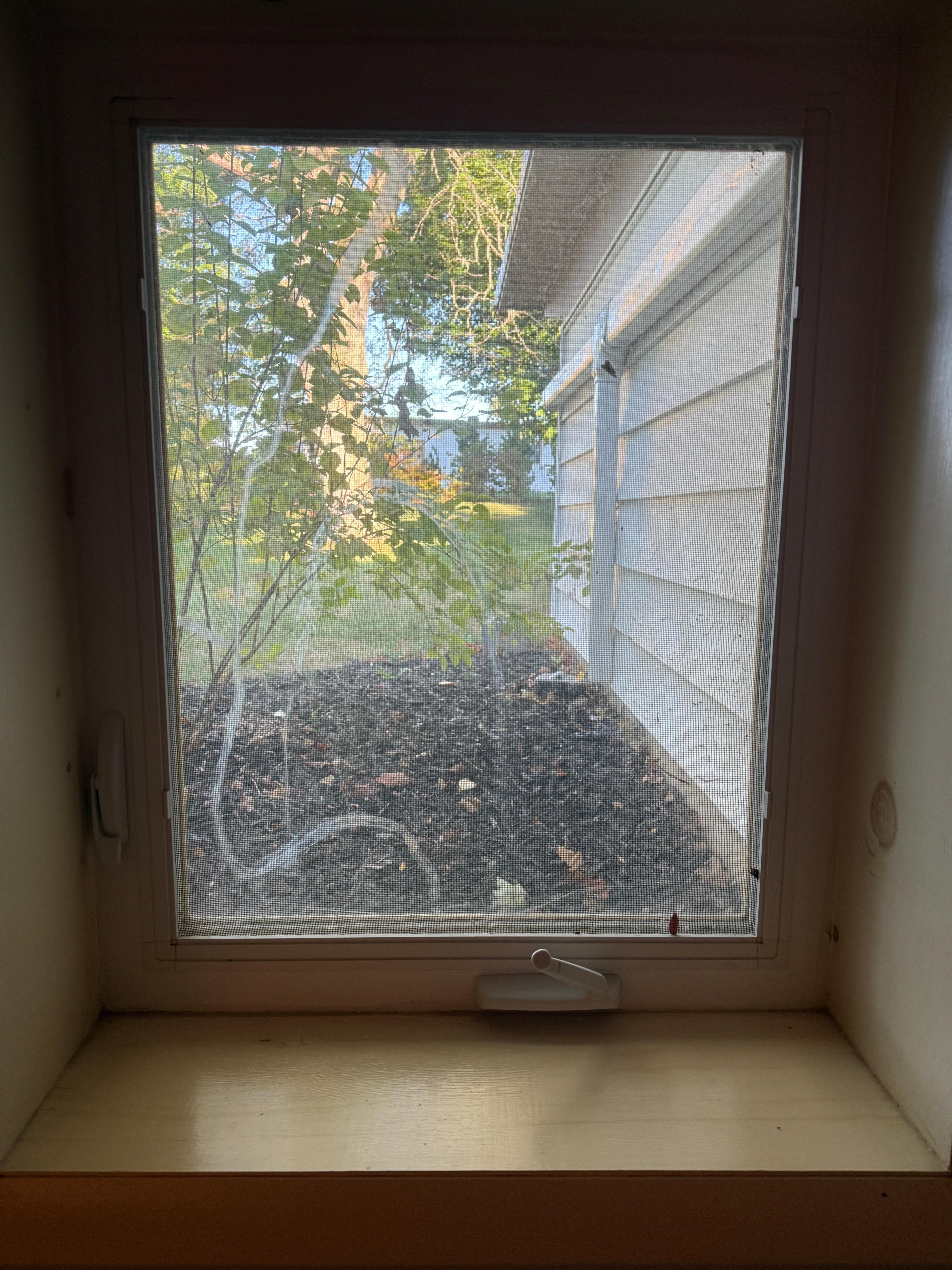 Bathroom window full of cobwebs