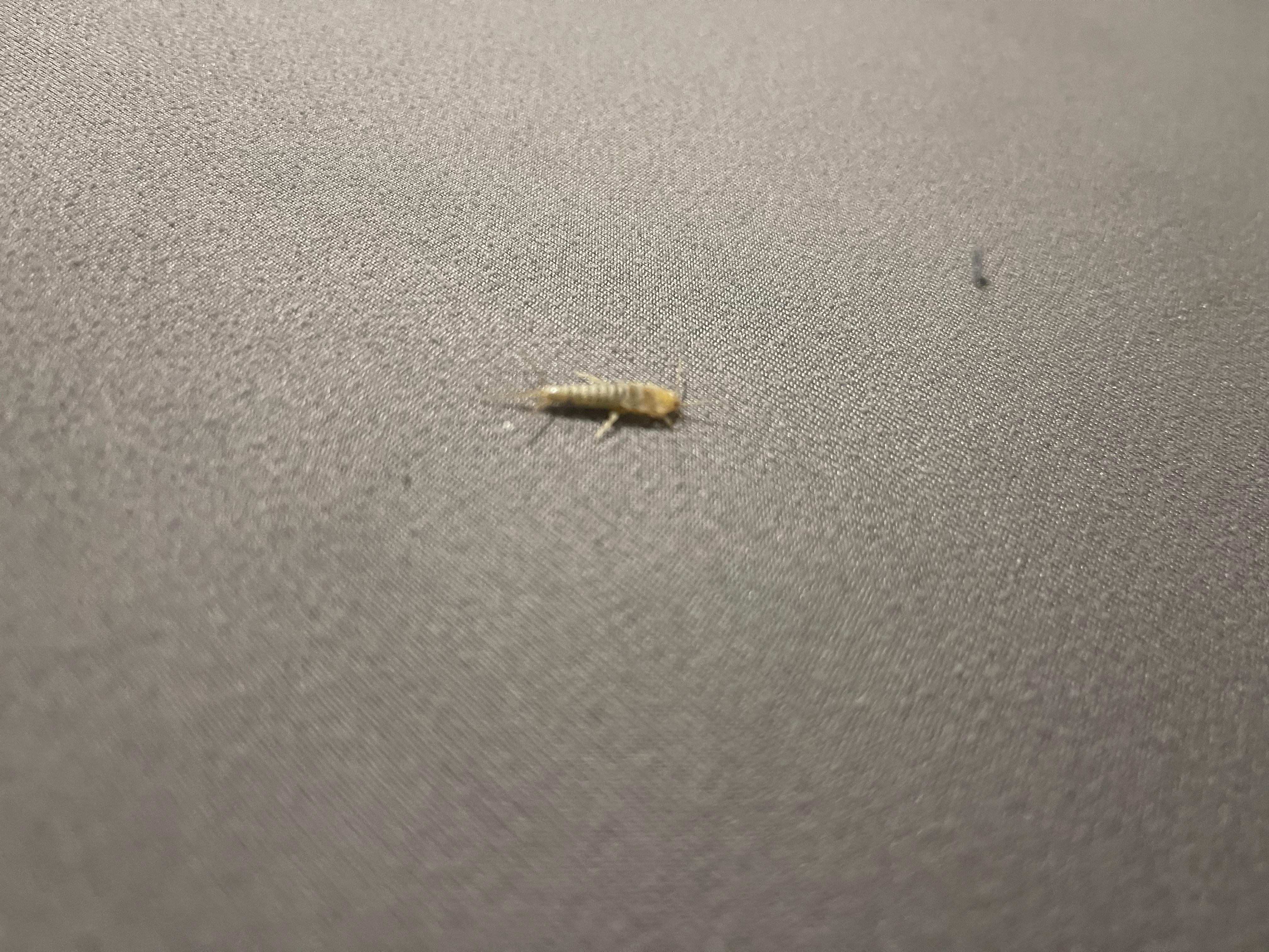 Found insect (silver fish) under  bed pillow. 