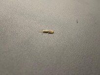 Found insect (silver fish) under bed pillow.