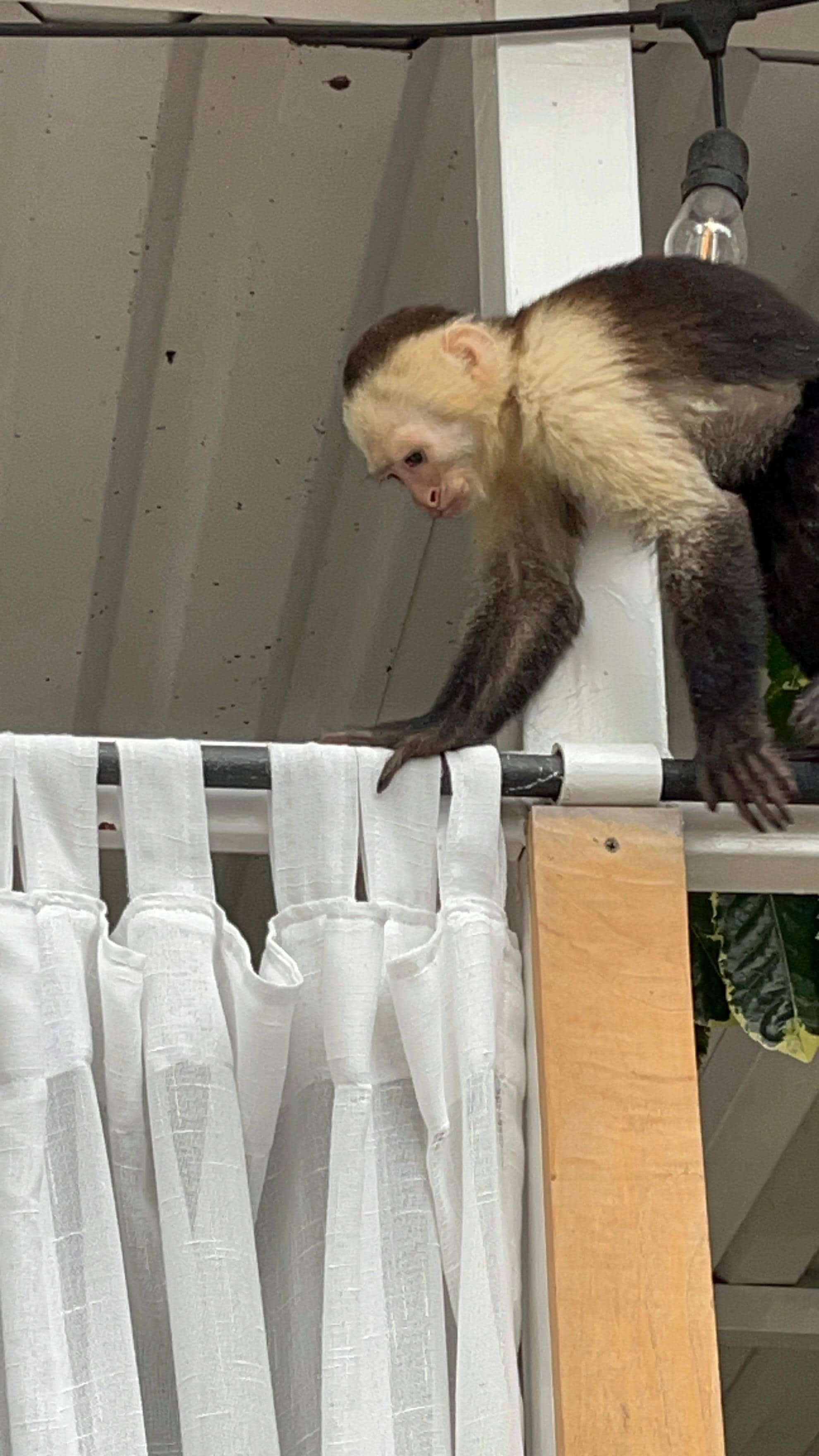 Monkey messing around the pool area!