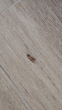 Roach in room
