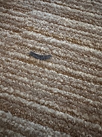 Picture of used fake eyelash found on carpet.