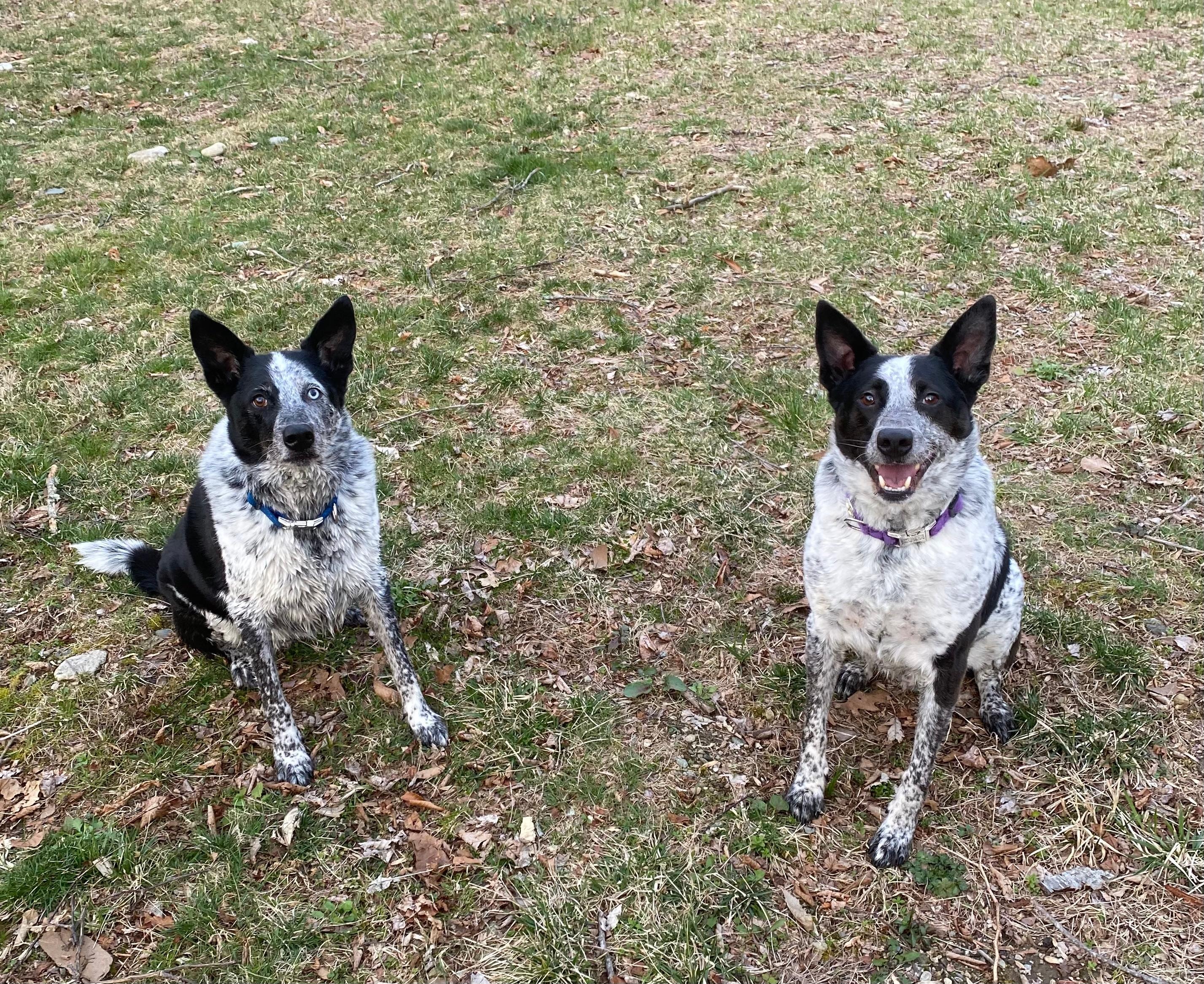 Two very Happy dogs!