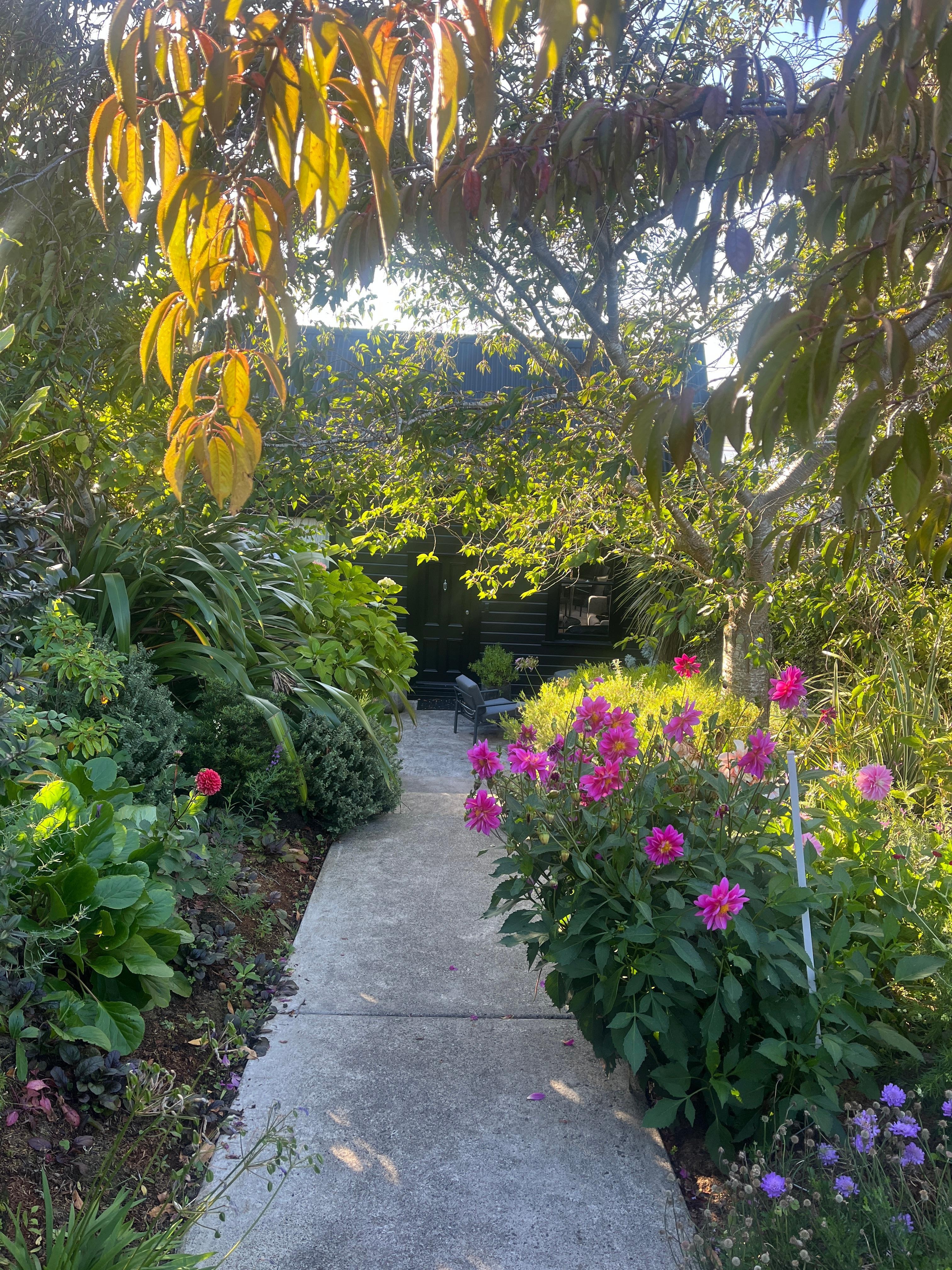 Beautiful dahlias in the garden 