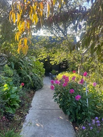 Beautiful dahlias in the garden